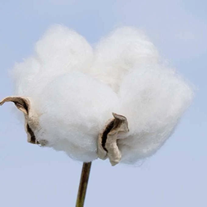 Cotton Labo Organic Cotton Sanitary Napkins with Wings 16 Pads - Image 3