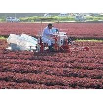 Mishima Yukari Shiso Furikake Rice Seasoning 200g - Image 6