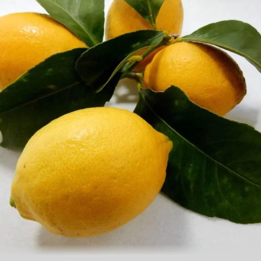 Nagano Lemon Fruit Syrup Additive-Free Kakigori Shaved Ice Syrup 260g - Image 3